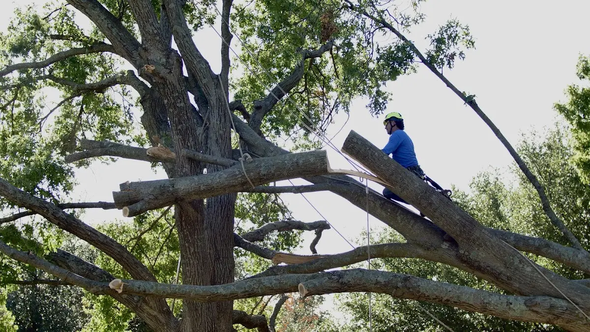 Professional Crown Thinning performed by certified arborists in Tolleson