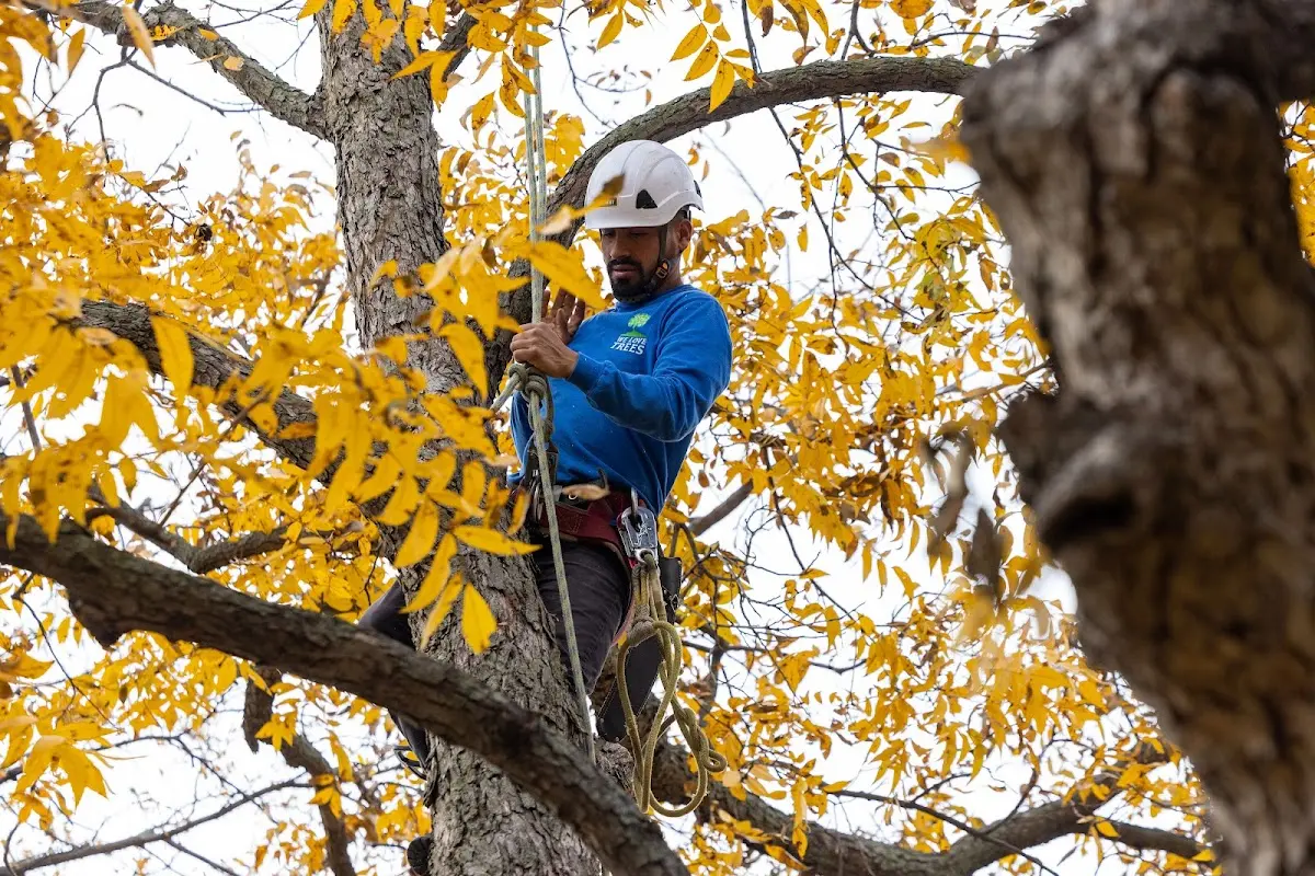 Skilled Tree Planing crew working in Tolleson
